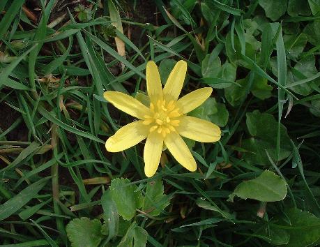 Lesser Celandine
