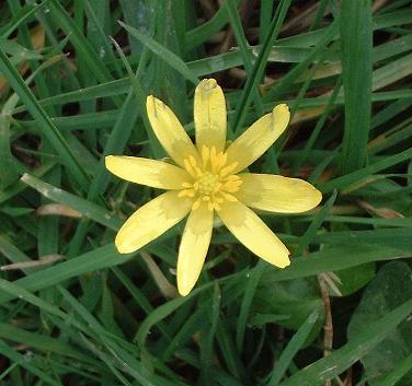 Lesser Celandine