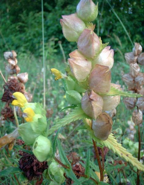 Rhinanthus minor, Yellow Rattle or Hay Rattle
