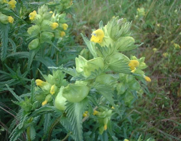 Yellow Rattle flowers and fruit