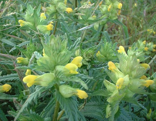 Yellow Rattle flowers and fruit