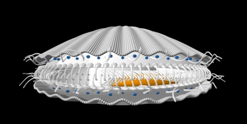 3D Pov-Ray model of a scallop
