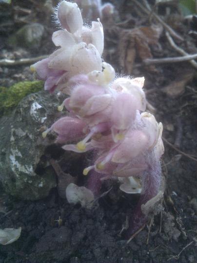 toothwort-2018#