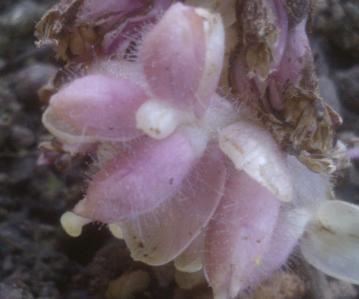 toothwort glandular hairs 2018