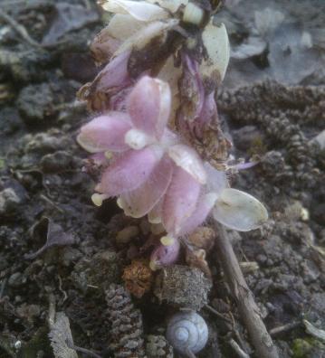 toothwort under hazel 2018