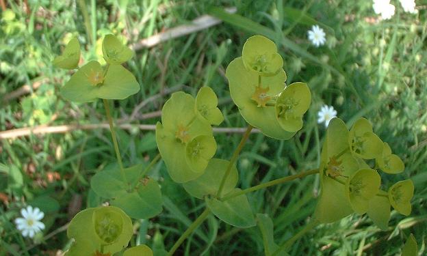 Euphorbium
